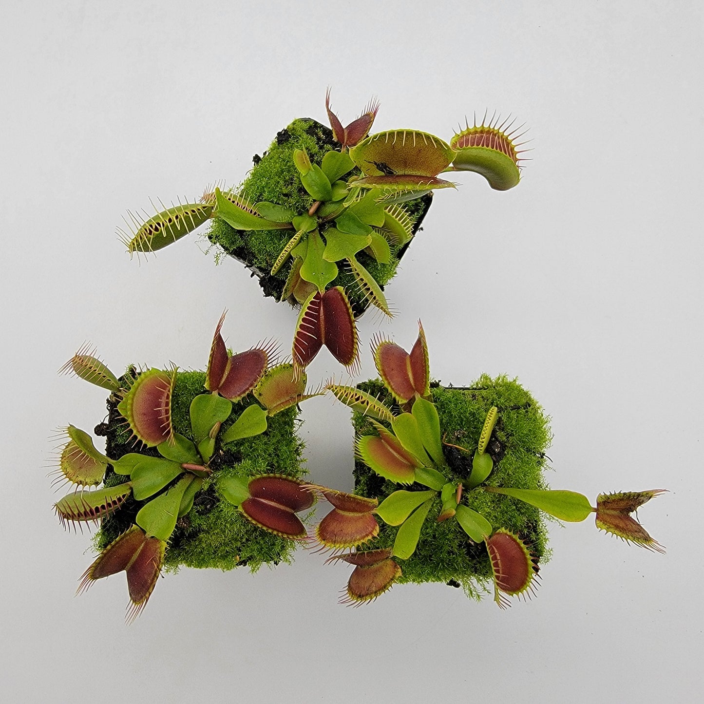 Venus Flytrap 'Pinnacle x DC-XL' – Live Carnivorous Plant – Venus flytrap