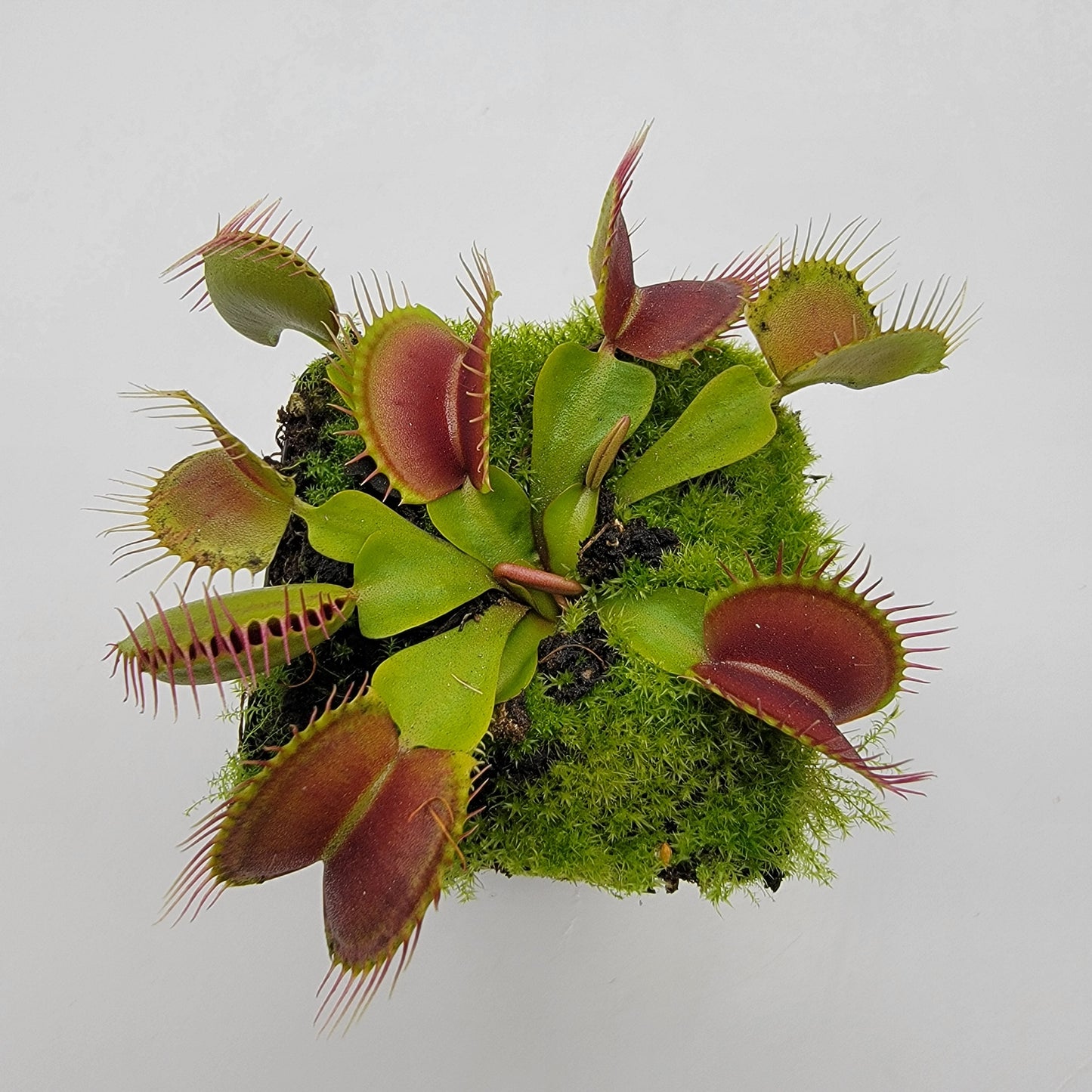 Venus Flytrap 'Pinnacle x DC-XL' – Live Carnivorous Plant – Venus flytrap