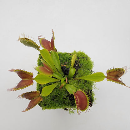 Venus Flytrap 'Pinnacle x DC-XL' – Live Carnivorous Plant – Venus flytrap