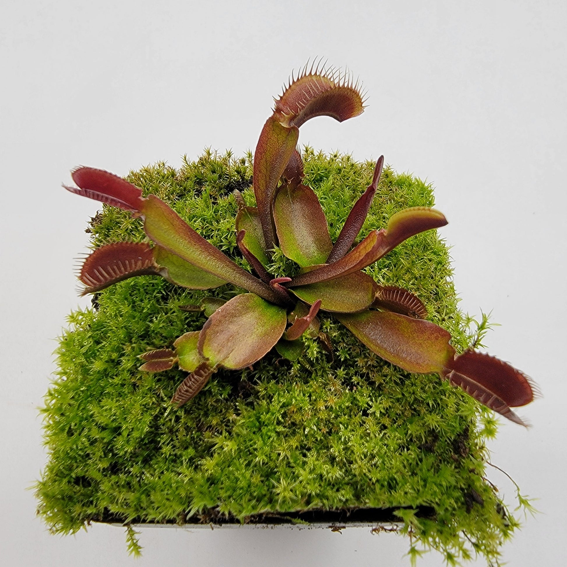 Venus Flytrap 'Red Fused Petiole' – Live Carnivorous Plant – Venus flytrap