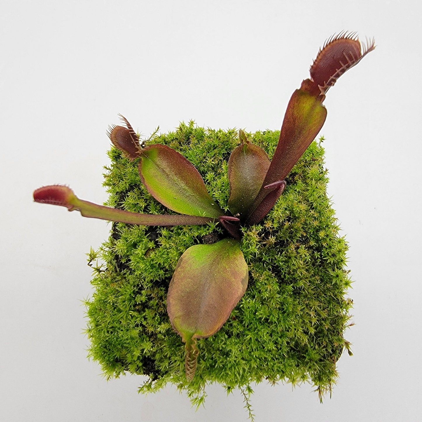 Venus Flytrap 'Red Fused Petiole' – Live Carnivorous Plant – Venus flytrap