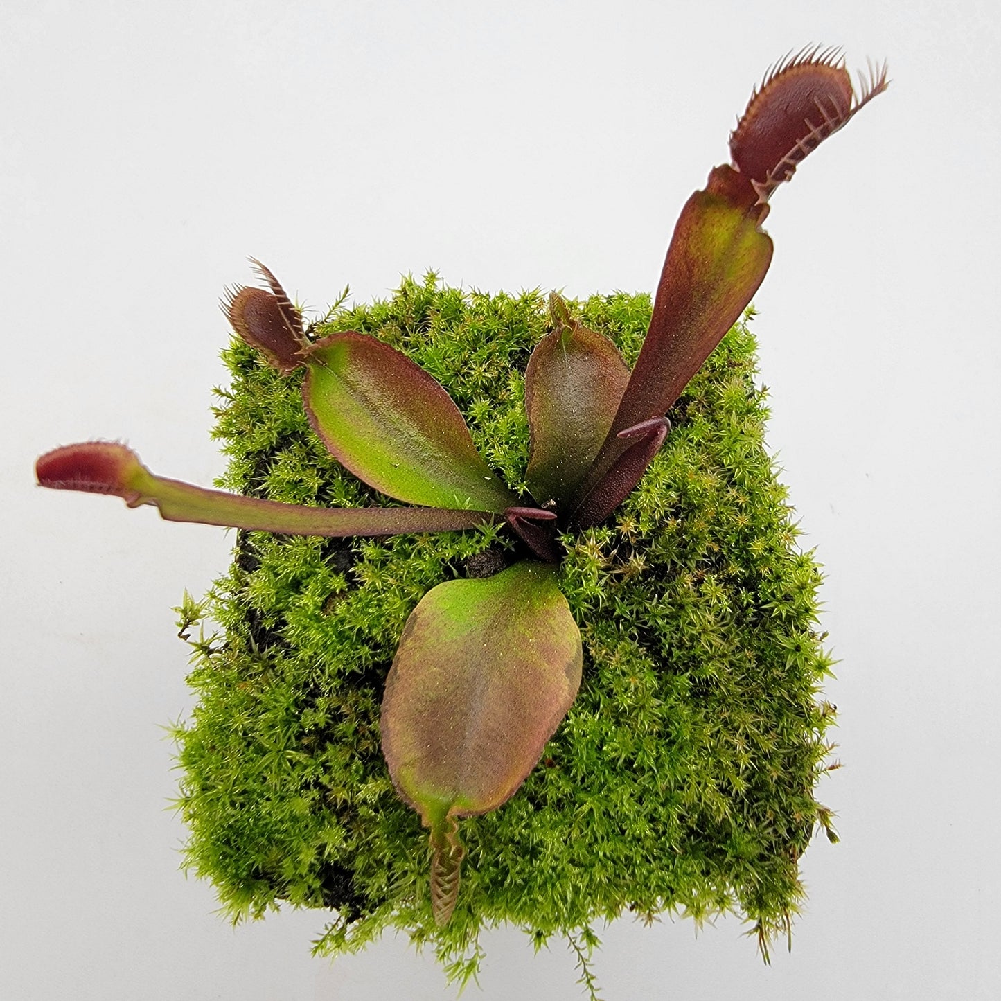 Venus Flytrap 'Red Fused Petiole' – Live Carnivorous Plant – Venus flytrap