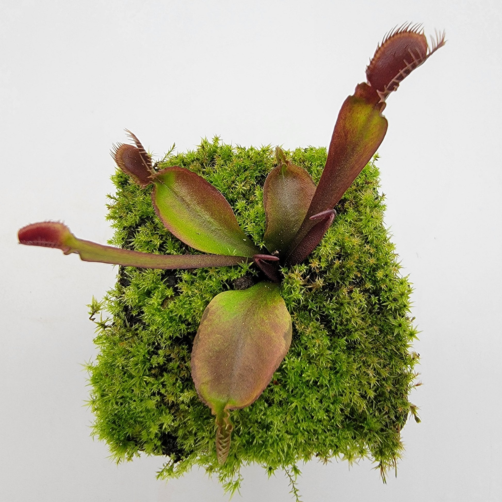 Venus Flytrap 'Red Fused Petiole' – Live Carnivorous Plant – Venus flytrap
