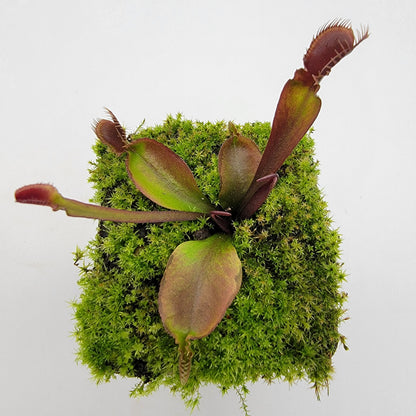 Venus Flytrap 'Red Fused Petiole' – Live Carnivorous Plant – Venus flytrap