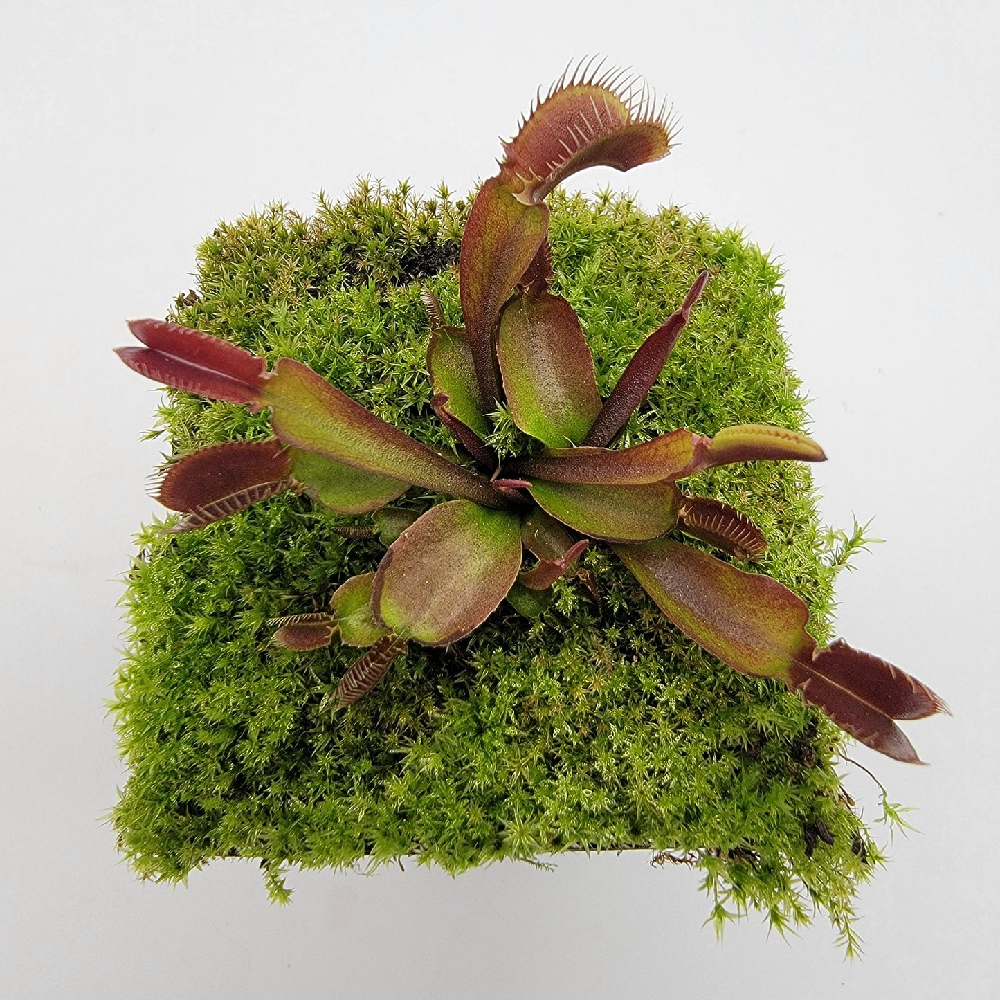 Venus Flytrap 'Red Fused Petiole' – Live Carnivorous Plant – Venus flytrap