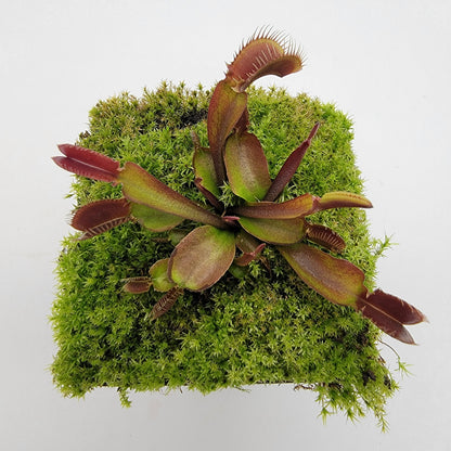 Venus Flytrap 'Red Fused Petiole' – Live Carnivorous Plant – Venus flytrap