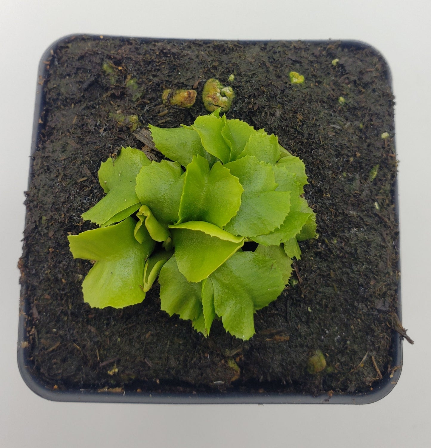 Venus Flytrap 'GJ Rose' – Live Carnivorous Plant – Venus flytrap