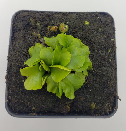 Venus Flytrap 'GJ Rose' – Live Carnivorous Plant – Venus flytrap