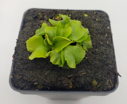 Venus Flytrap 'GJ Rose' – Live Carnivorous Plant – Venus flytrap