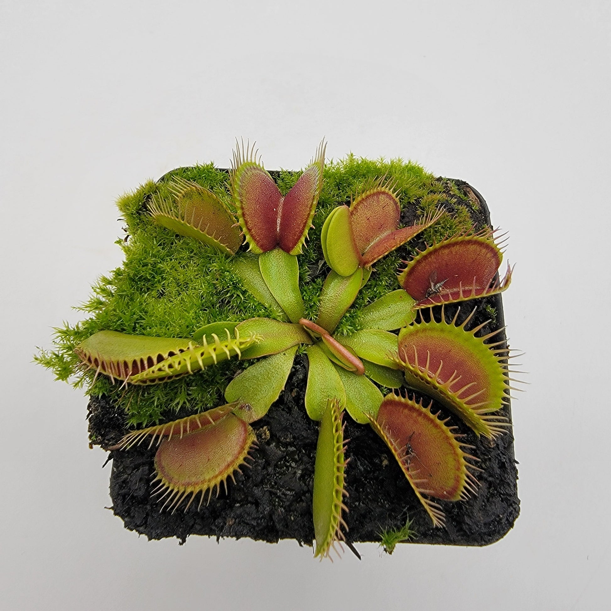 Venus Flytrap (Dionaea muscipula) 'Southwest Giant' – Large Carnivorous Plant Cultivar | Live Plant –