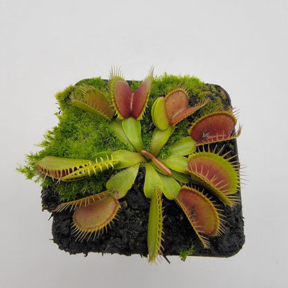 Venus Flytrap (Dionaea muscipula) 'Southwest Giant' – Large Carnivorous Plant Cultivar | Live Plant –