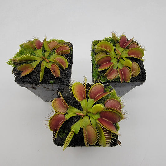Venus Flytrap (Dionaea muscipula) 'Southwest Giant' – Large Carnivorous Plant Cultivar | Live Plant –
