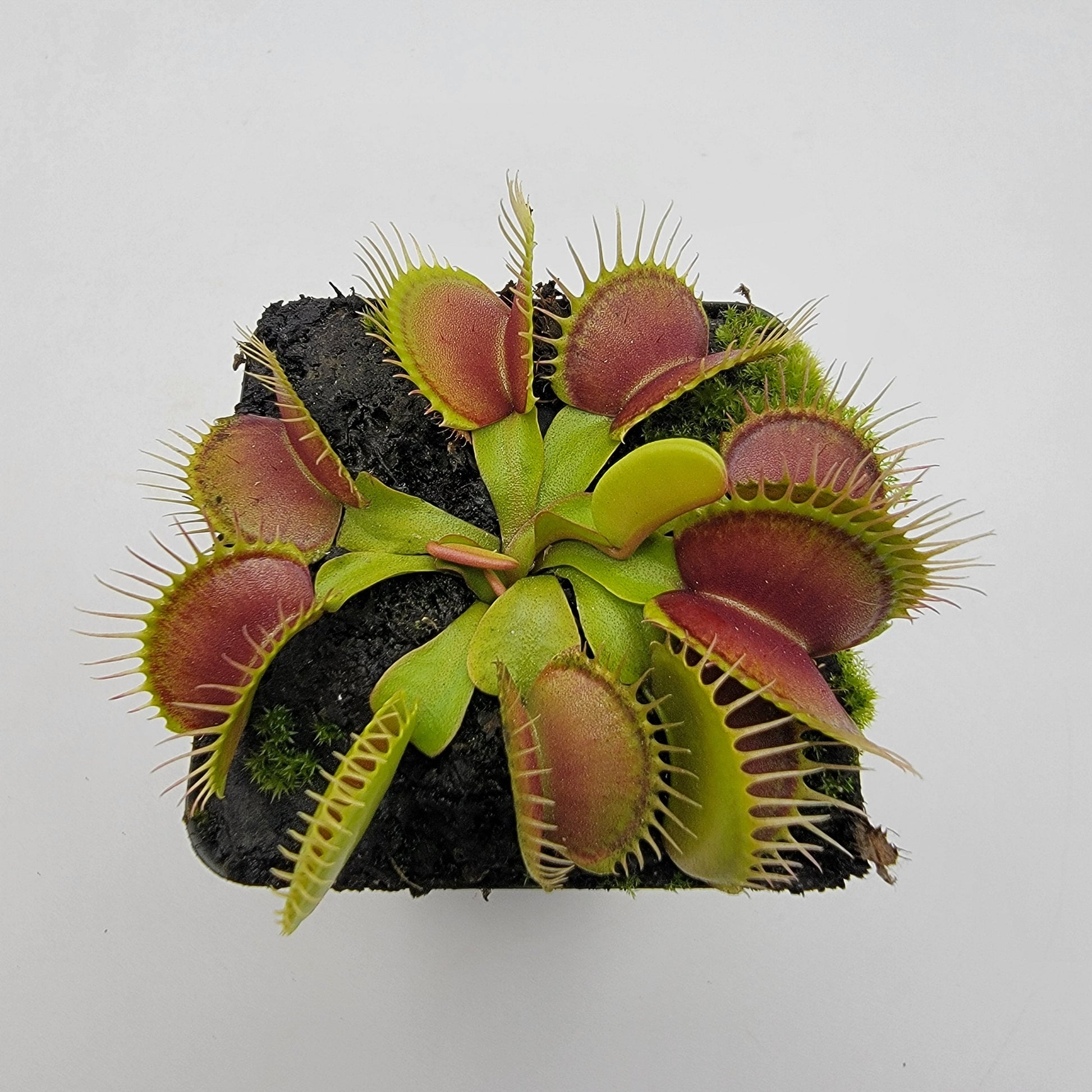Venus Flytrap (Dionaea muscipula) 'Southwest Giant' – Large Carnivorous Plant Cultivar | Live Plant –