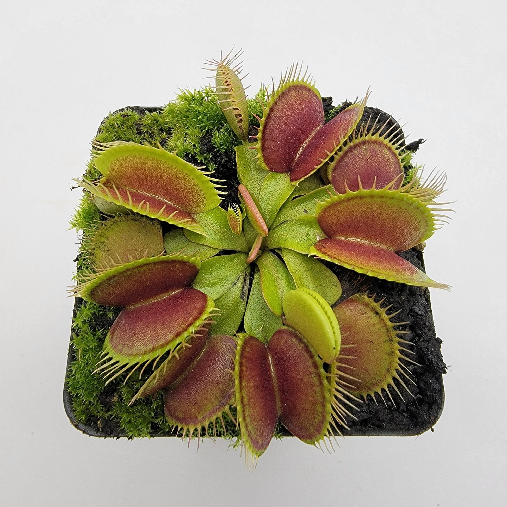 Venus Flytrap (Dionaea muscipula) 'Southwest Giant' – Large Carnivorous Plant Cultivar | Live Plant –