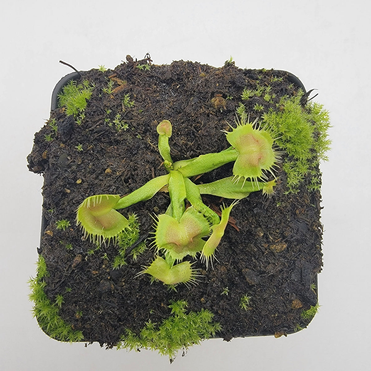 Spiderman Venus Flytrap (Dionaea muscipula) – Live Carnivorous Plant – Venus flytrap
