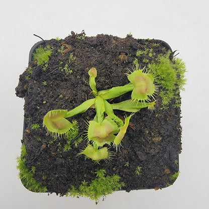 Spiderman Venus Flytrap (Dionaea muscipula) – Live Carnivorous Plant – Venus flytrap