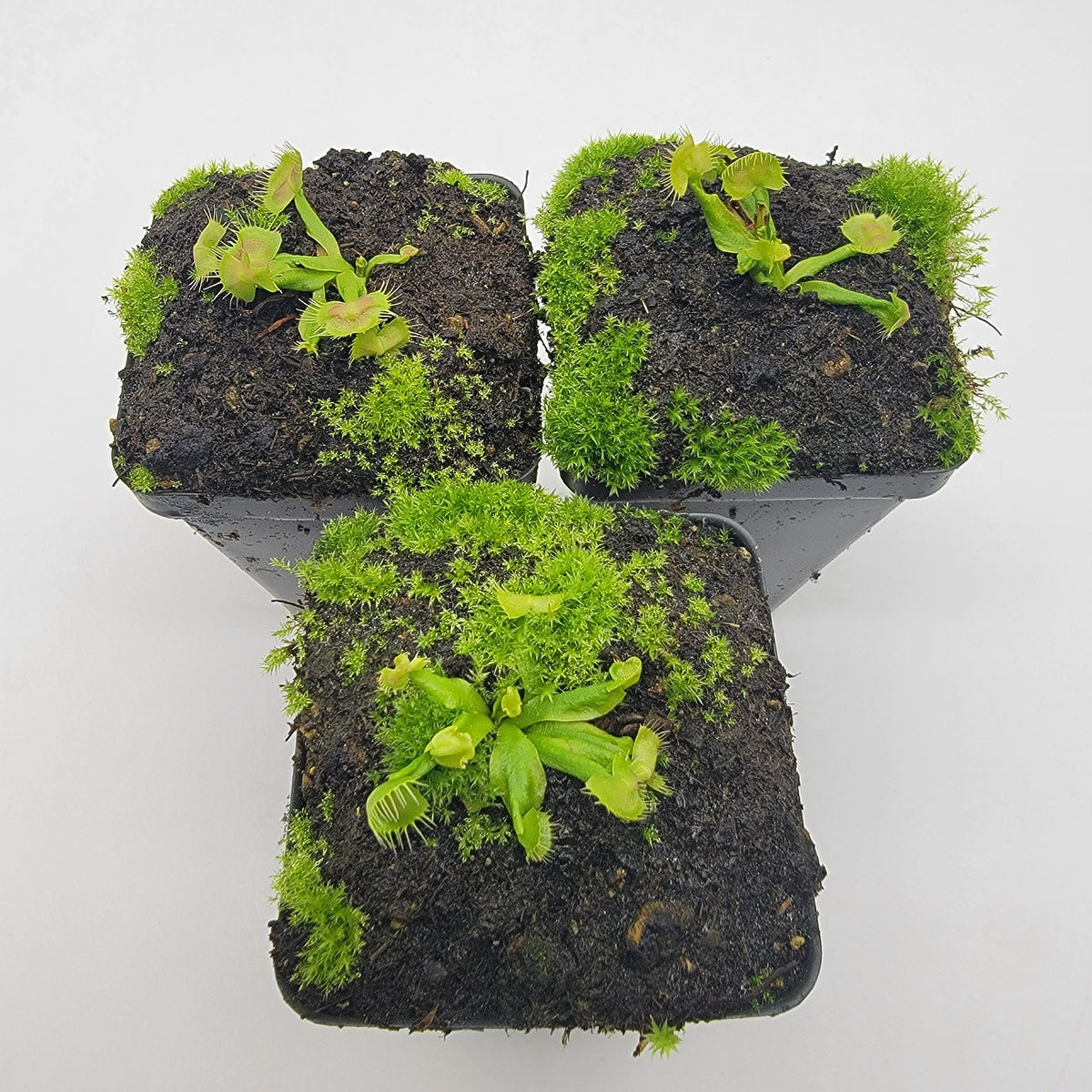 Spiderman Venus Flytrap (Dionaea muscipula) – Live Carnivorous Plant – Venus flytrap