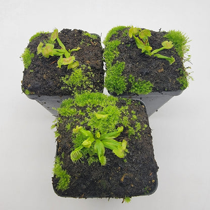 Spiderman Venus Flytrap (Dionaea muscipula) – Live Carnivorous Plant – Venus flytrap