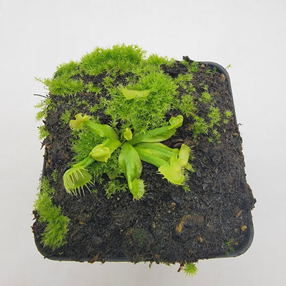 Spiderman Venus Flytrap (Dionaea muscipula) – Live Carnivorous Plant – Venus flytrap