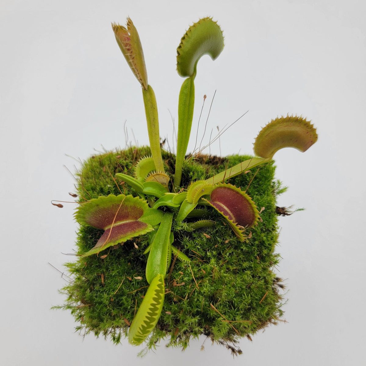 Trev's Dracula Venus Flytrap – Live Carnivorous Plant – Venus flytrap