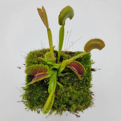 Trev's Dracula Venus Flytrap – Live Carnivorous Plant – Venus flytrap