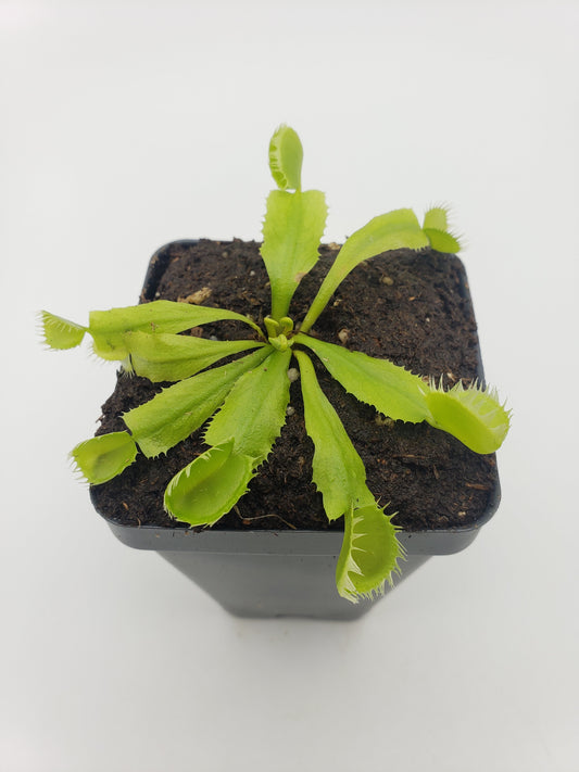 Venus flytrap (Dionaea muscipula) 'Triton' – Venus flytrap