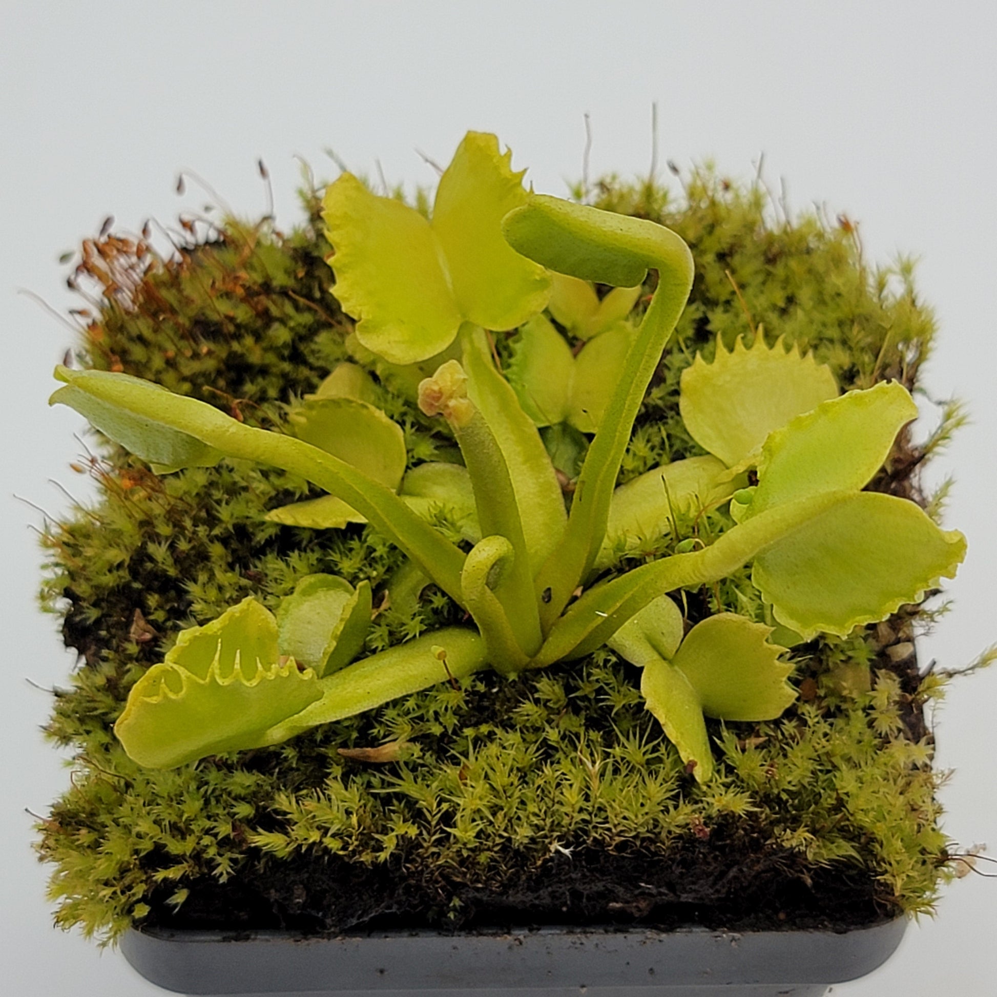 Venus Flytrap (Dionaea muscipula) 'Werewolf' – Rare Carnivorous Plant Cultivar | Live Plant –