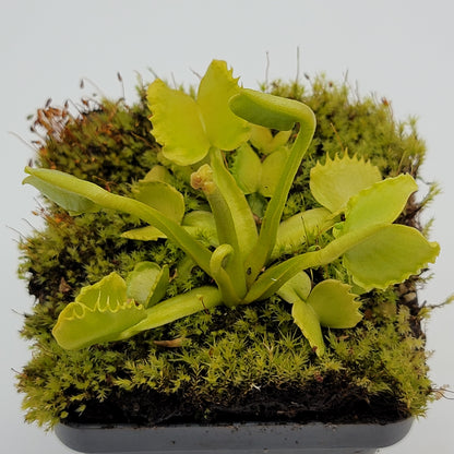 Venus Flytrap (Dionaea muscipula) 'Werewolf' – Rare Carnivorous Plant Cultivar | Live Plant –