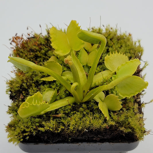 Venus Flytrap (Dionaea muscipula) 'Werewolf' – Rare Carnivorous Plant Cultivar | Live Plant –