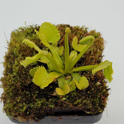 Venus Flytrap (Dionaea muscipula) 'Werewolf' – Rare Carnivorous Plant Cultivar | Live Plant –