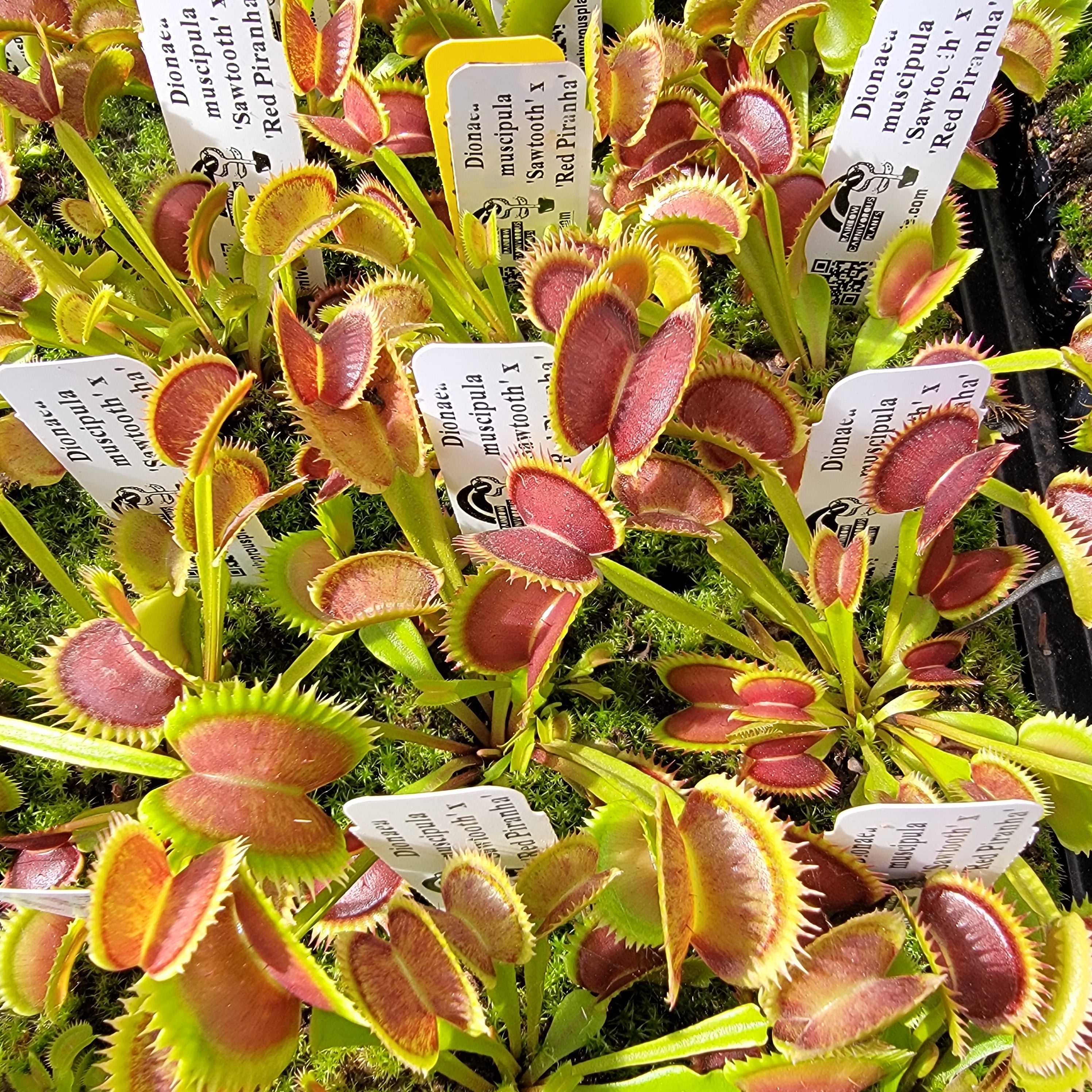 Venus Flytrap 'Sawtooth x Red Piranha' – Live Carnivorous Plant – Venus flytrap