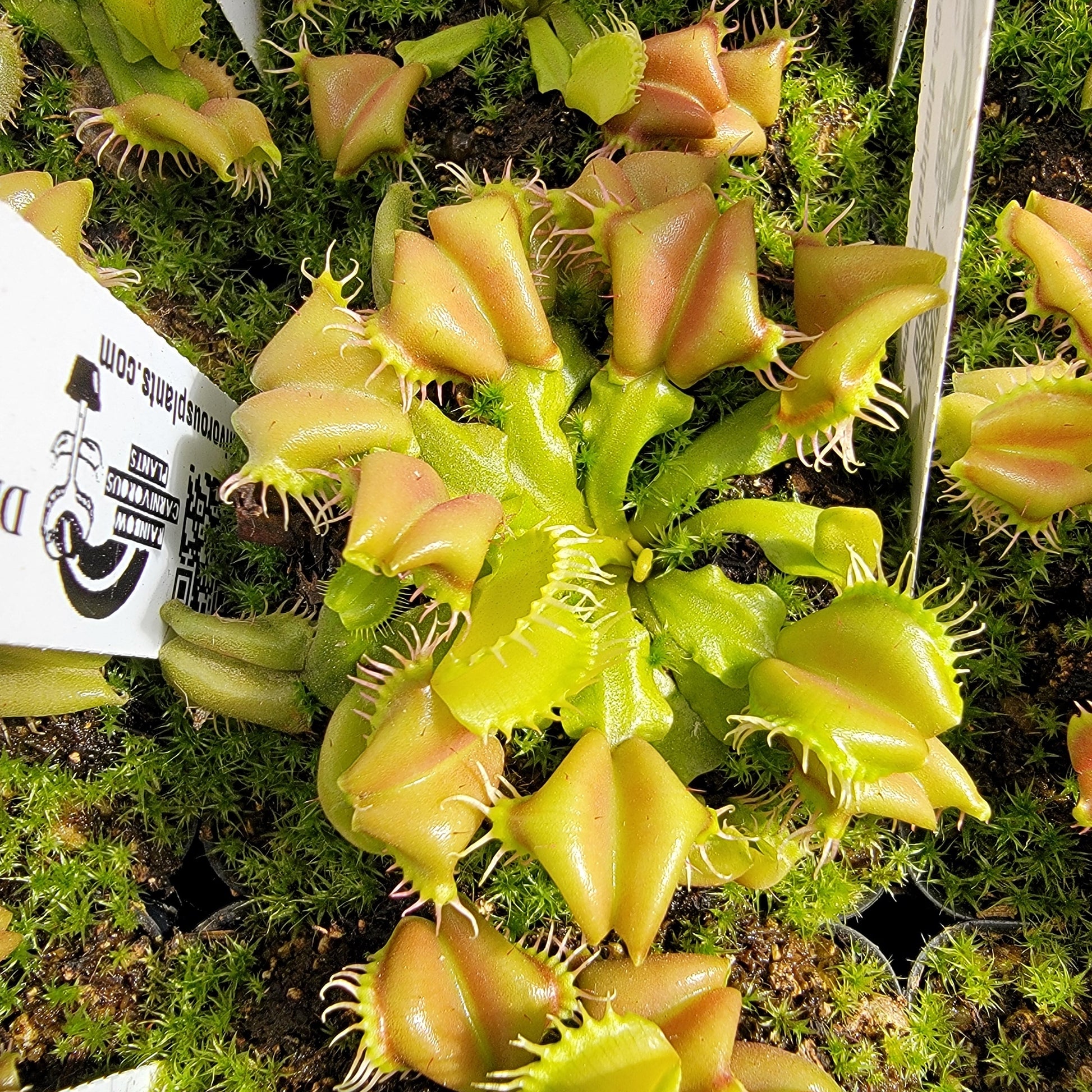 Venus Flytrap 'Angel Wings' – Live Carnivorous Plant – Venus flytrap