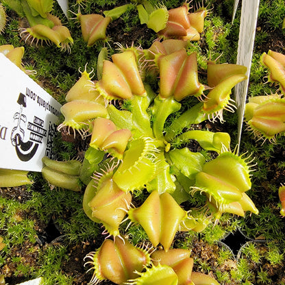 Venus Flytrap 'Angel Wings' – Live Carnivorous Plant – Venus flytrap
