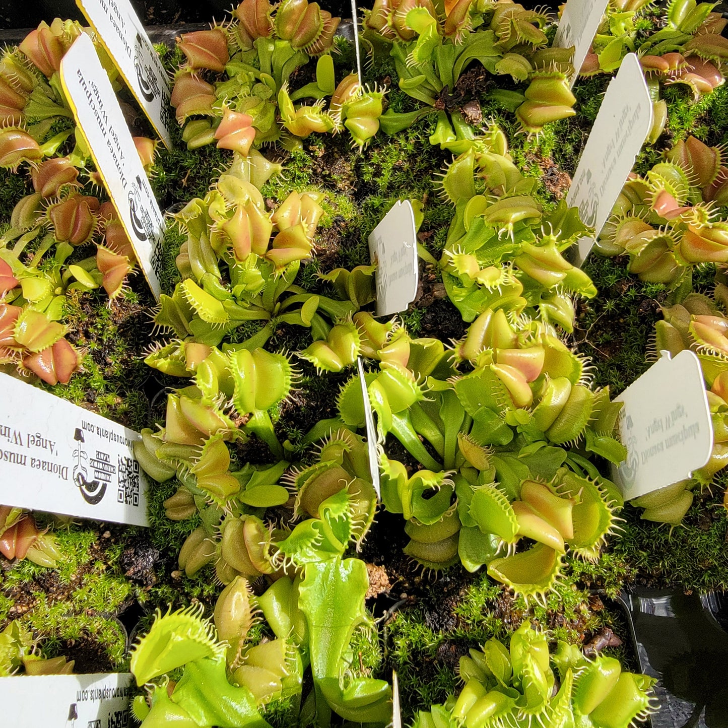 Venus Flytrap 'Angel Wings' – Live Carnivorous Plant – Venus flytrap