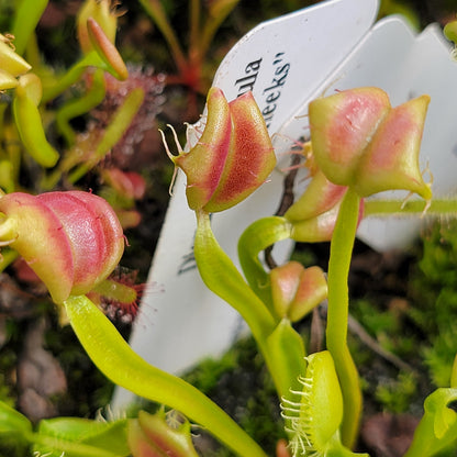 Venus Flytrap 'Buttcheeks' (Dionaea muscipula) | Live Plant – Venus flytrap