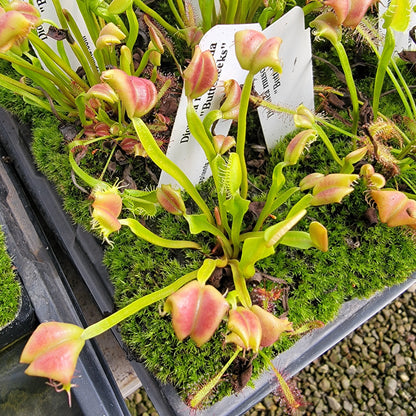 Venus Flytrap 'Buttcheeks' (Dionaea muscipula) | Live Plant – Venus flytrap