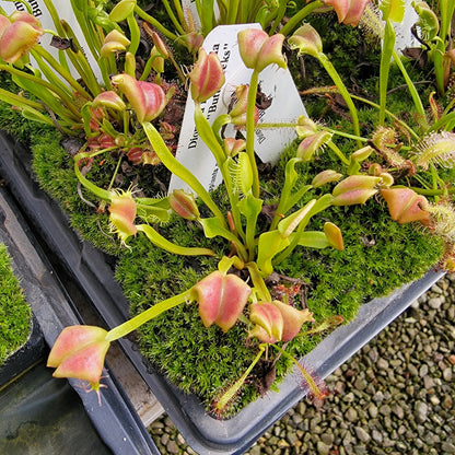 Venus Flytrap 'Buttcheeks' (Dionaea muscipula) | Live Plant – Venus flytrap