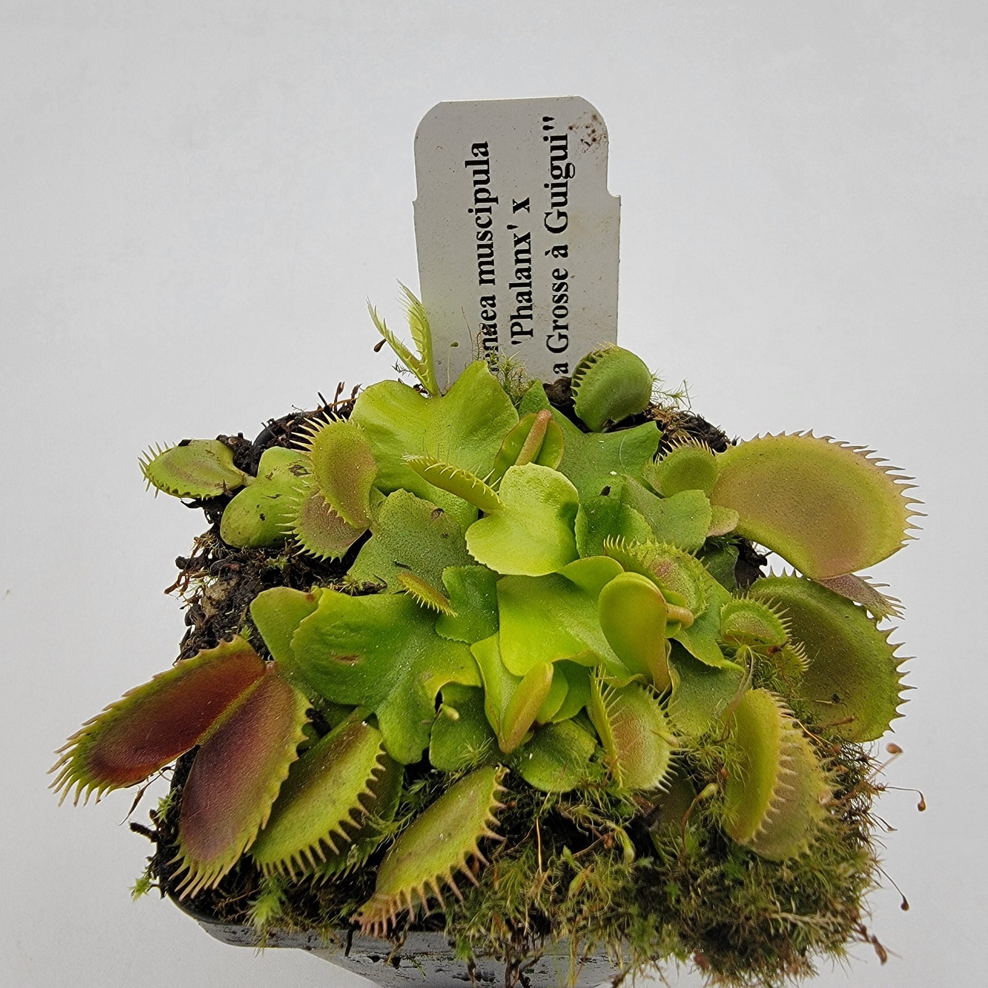 Venus Flytrap (Dionaea muscipula) 'GJ Phalanx' x 'La Grosse a Guigui' – Rare Carnivorous Plant Hybrid | Live Plant –