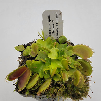 Venus Flytrap (Dionaea muscipula) 'GJ Phalanx' x 'La Grosse a Guigui' – Rare Carnivorous Plant Hybrid | Live Plant –