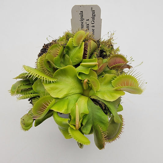 Venus Flytrap (Dionaea muscipula) 'GJ Phalanx' x 'La Grosse a Guigui' – Rare Carnivorous Plant Hybrid | Live Plant –