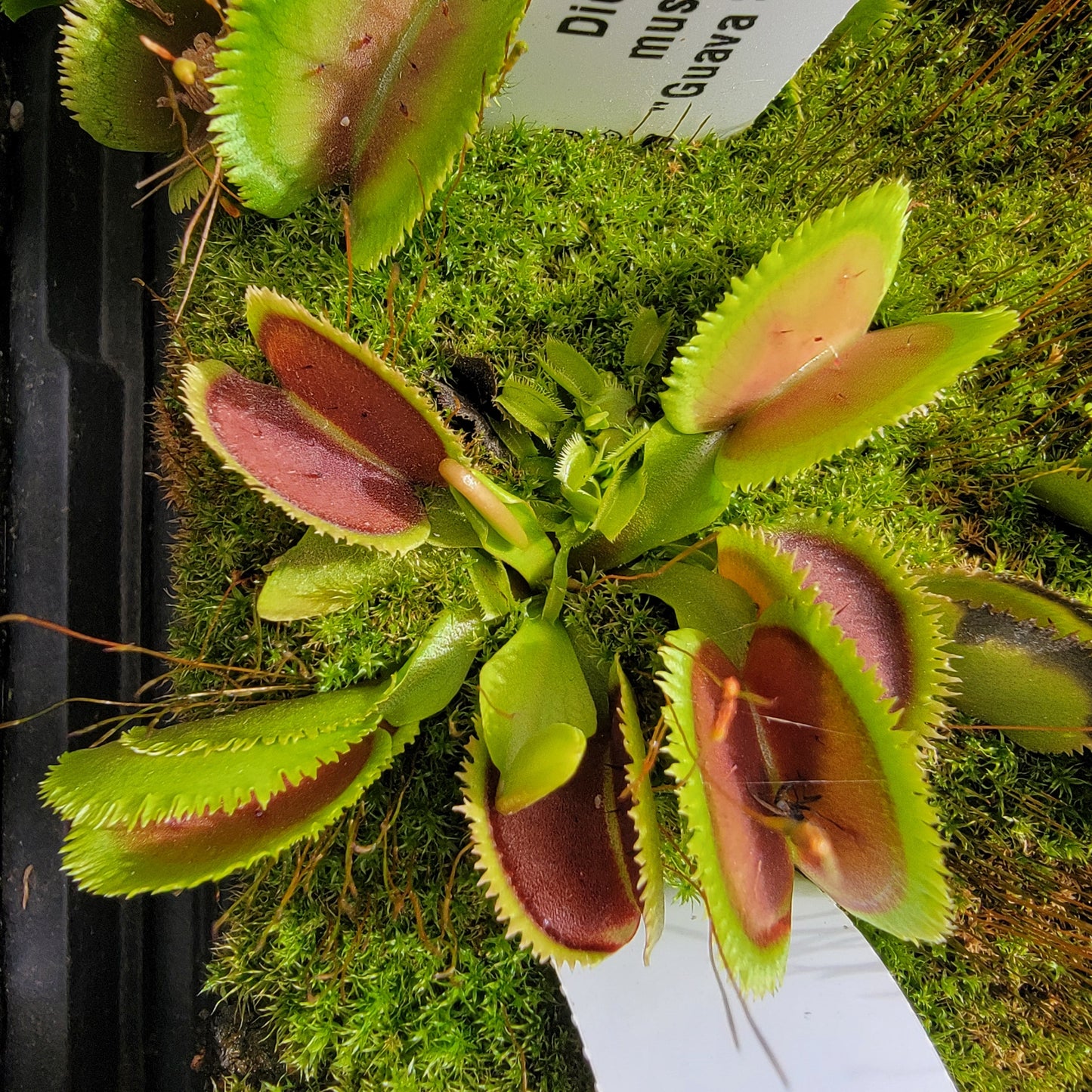 Venus Flytrap 'Guava Sawtooth' – Live Carnivorous Plant – Venus flytrap