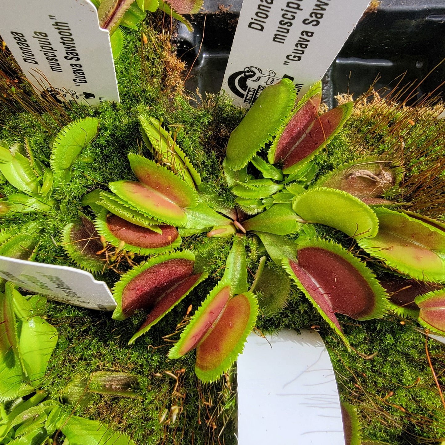 Venus Flytrap 'Guava Sawtooth' – Live Carnivorous Plant – Venus flytrap
