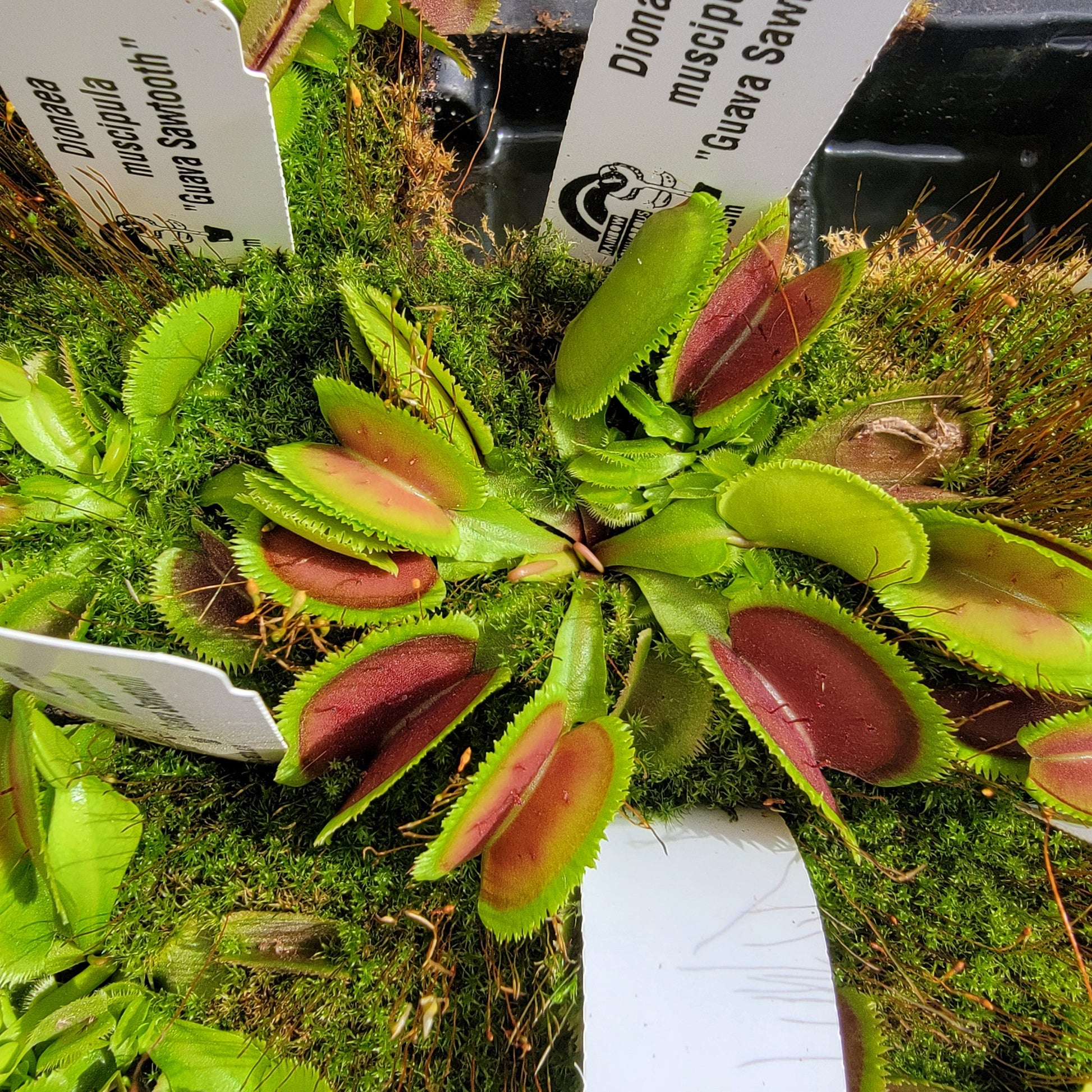 Venus Flytrap 'Guava Sawtooth' – Live Carnivorous Plant – Venus flytrap