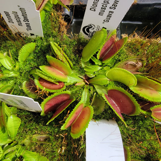 Venus Flytrap 'Guava Sawtooth' – Live Carnivorous Plant – Venus flytrap