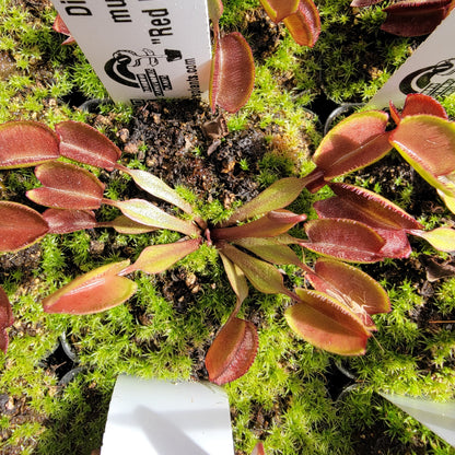 Venus flytrap (Dionaea muscipula) "Red Periscope"