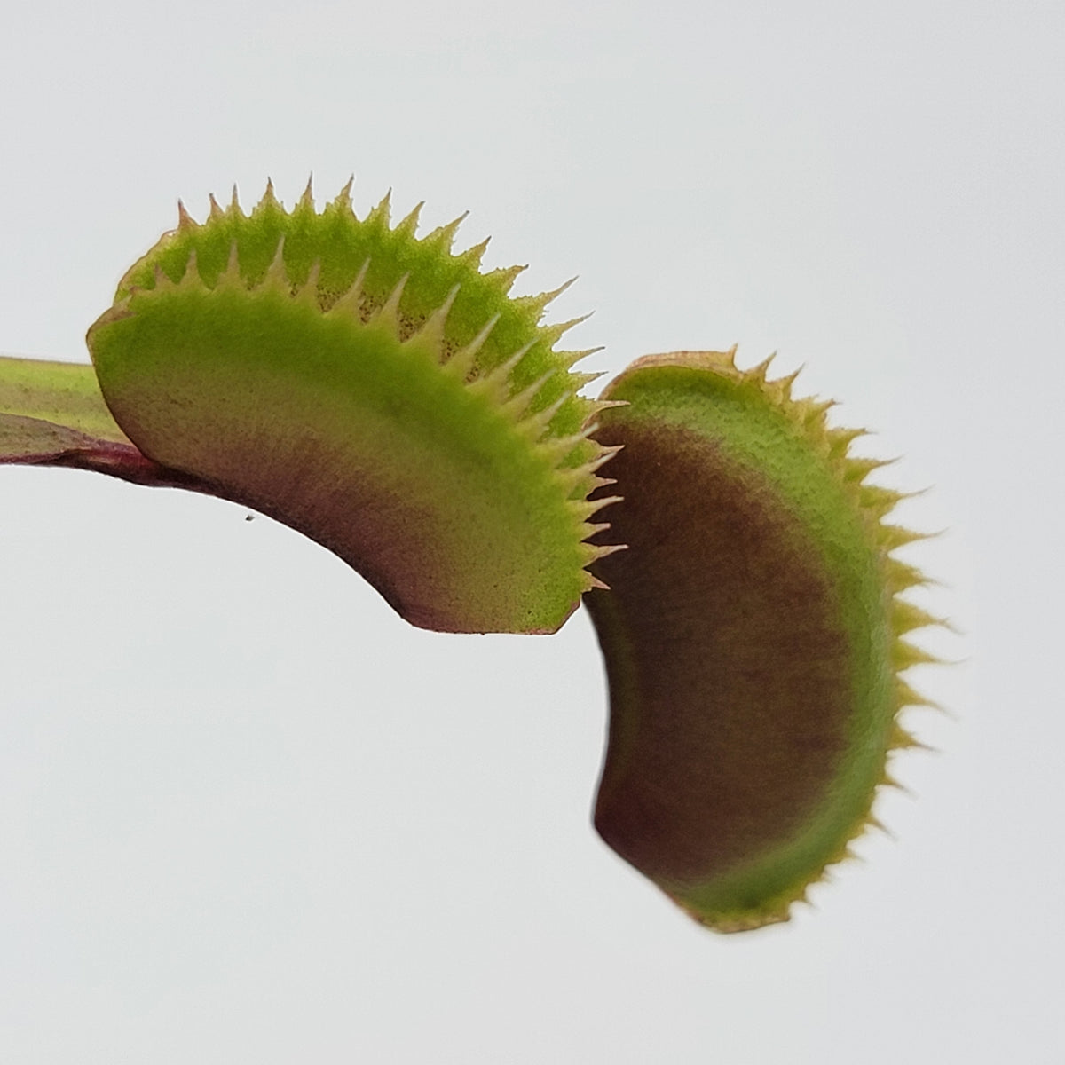 Red Piranha Venus Flytrap – Dionaea muscipula – Venus flytrap