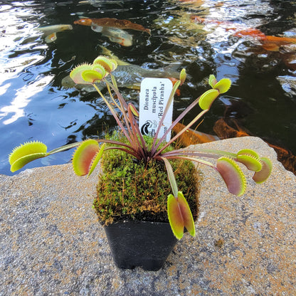 Red Piranha Venus Flytrap – Dionaea muscipula – Venus flytrap