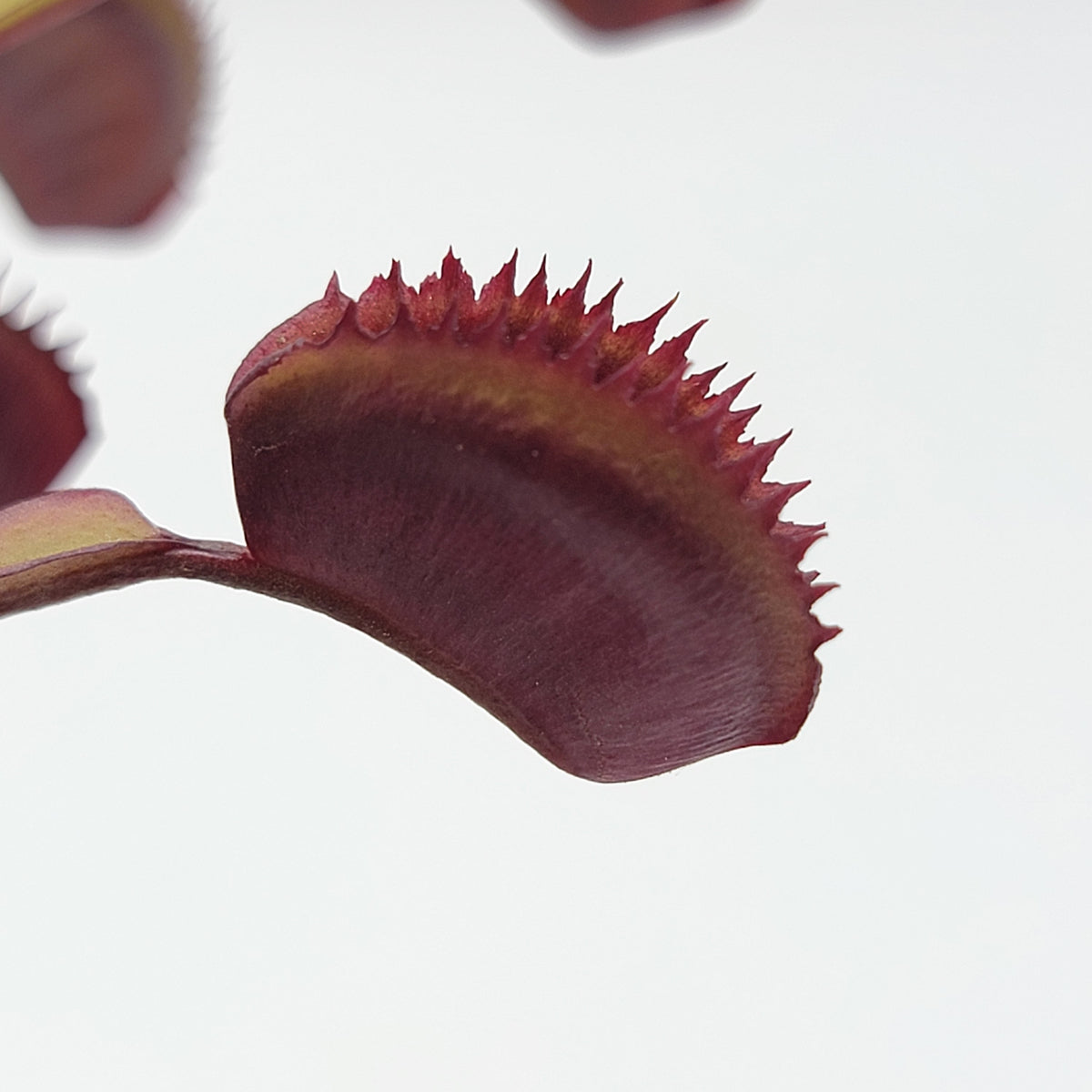 Trev's Red Dentate Venus Flytrap | Live Carnivorous Plant – Venus flytrap