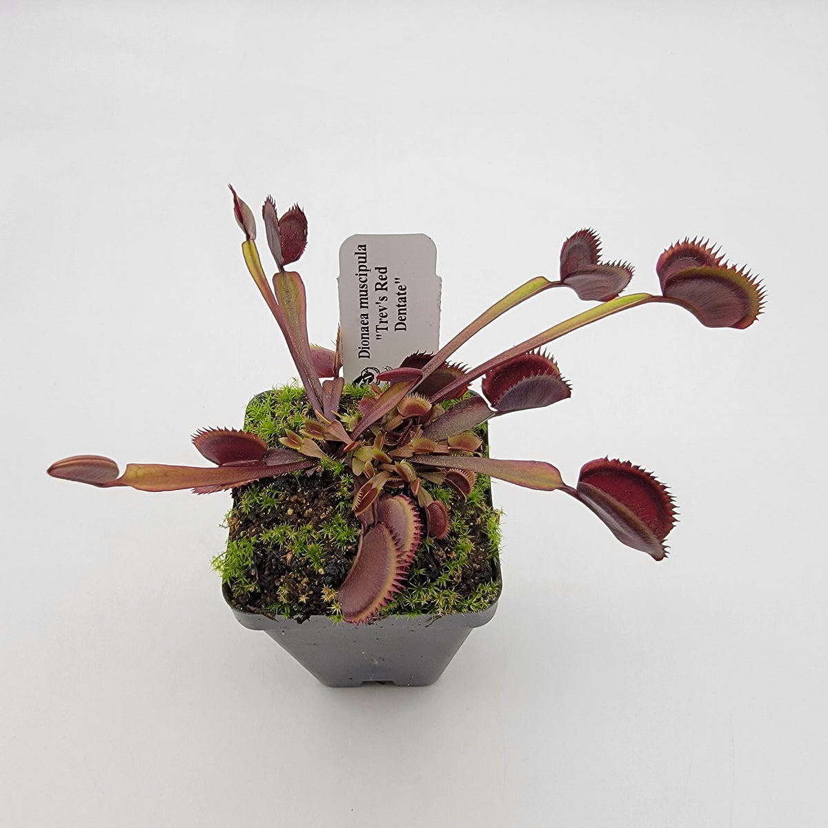 Trev's Red Dentate Venus Flytrap | Live Carnivorous Plant – Venus flytrap