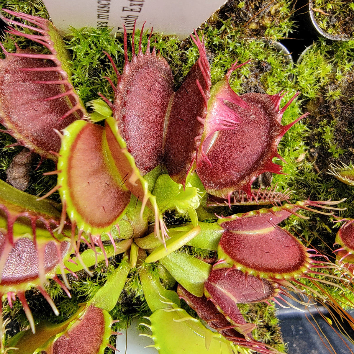 Fused Tooth Extreme Venus Flytrap (Dionaea muscipula) – Venus flytrap